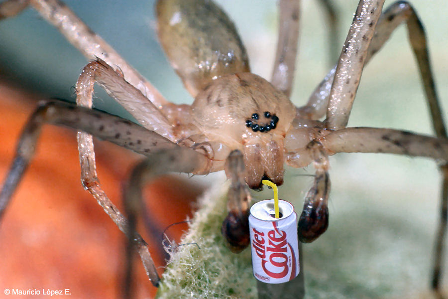 Photoshop Design by loekigizmo for DesignCrowd (Community Contests) | Design #9058374