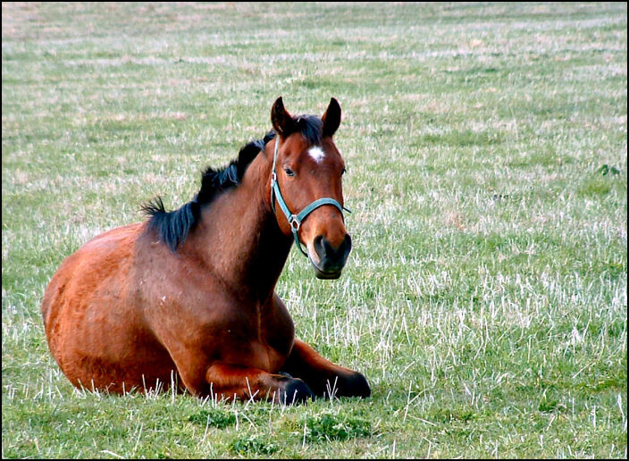 Fotografie von MrsFuzzButt für DesignCrowd (Community Contests) | Design #9059175