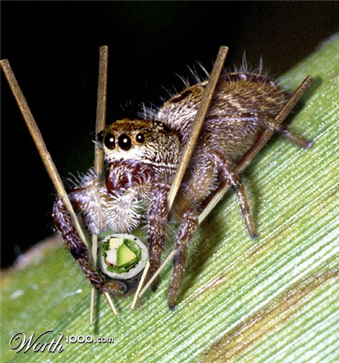 Photoshop Design by JackMack