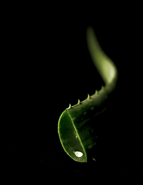 Photography by koalachimbo for DesignCrowd (Community Contests) | Design #9059288