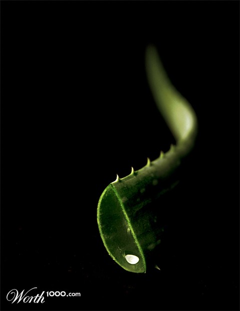 Photography by koalachimbo