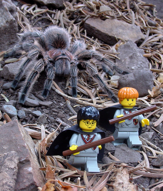 Photography by mysterio for DesignCrowd (Community Contests) | Design #9068120