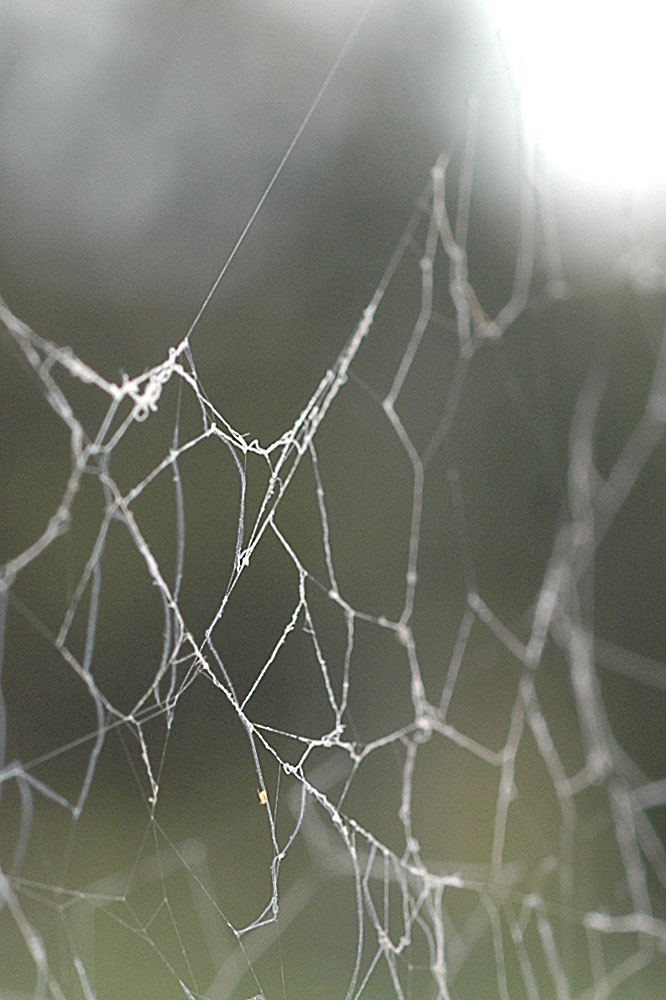 Photography by Ailsa45 for DesignCrowd (Community Contests) | Design #9059329