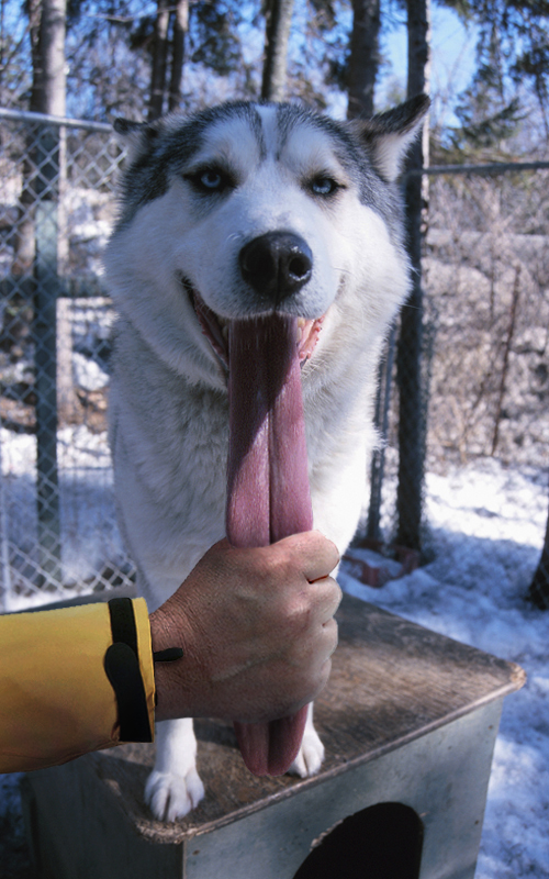 Photoshop Design by echoburst for DesignCrowd (Community Contests) | Design #9058289