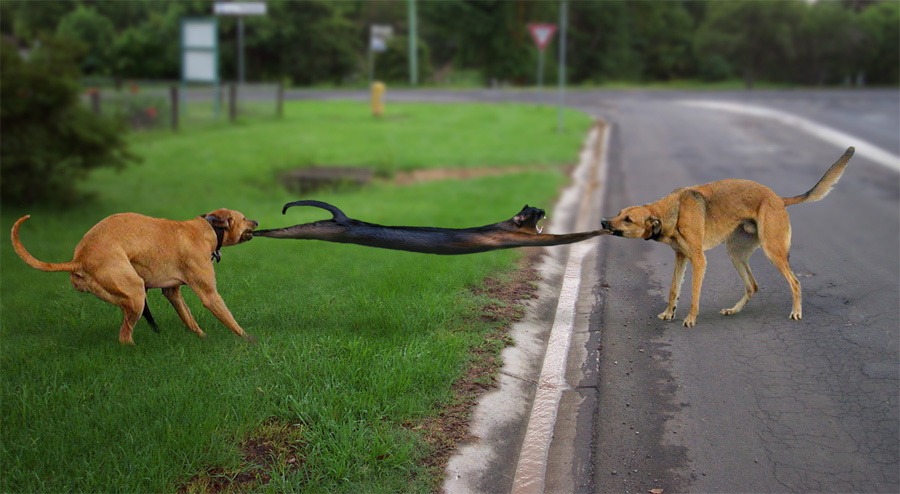 Photoshop Design by ozplasmic for DesignCrowd (Community Contests) | Design #9058339