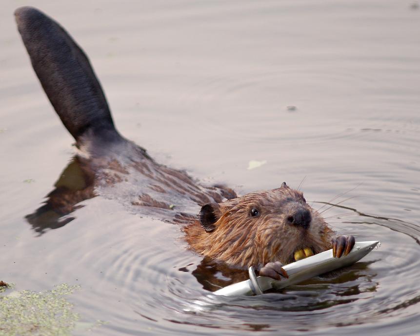 Photoshop-Design von sugarcane für DesignCrowd (Community Contests) | Design #9064346