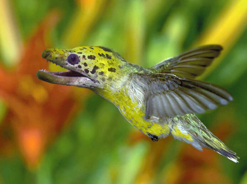 Photoshop Design by xavbof for DesignCrowd (Community Contests) | Design #9064375