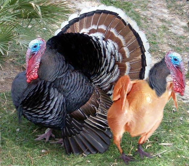 Diseño de Photoshop por EyEars para DesignCrowd (Community Contests) | Diseño #9064001