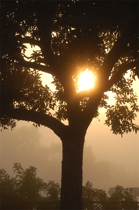 Photography by firebox-RococoRevivalist for DesignCrowd (Community Contests) | Design #9074606