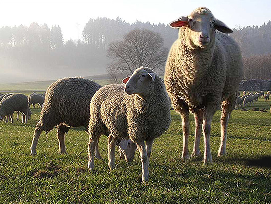 Photoshop Design by BuddyLotion for DesignCrowd (Community Contests) | Design #9063730