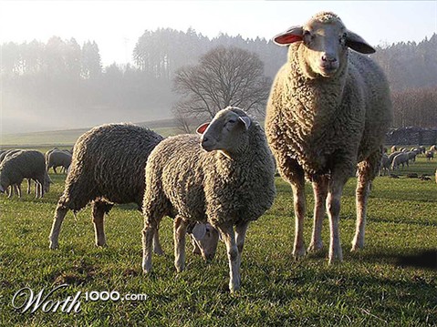 Photoshop Design by BuddyLotion