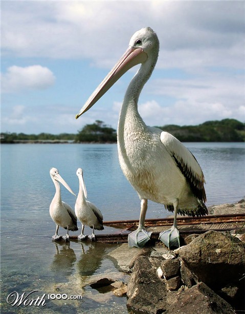 Photoshop Design by ozplasmic