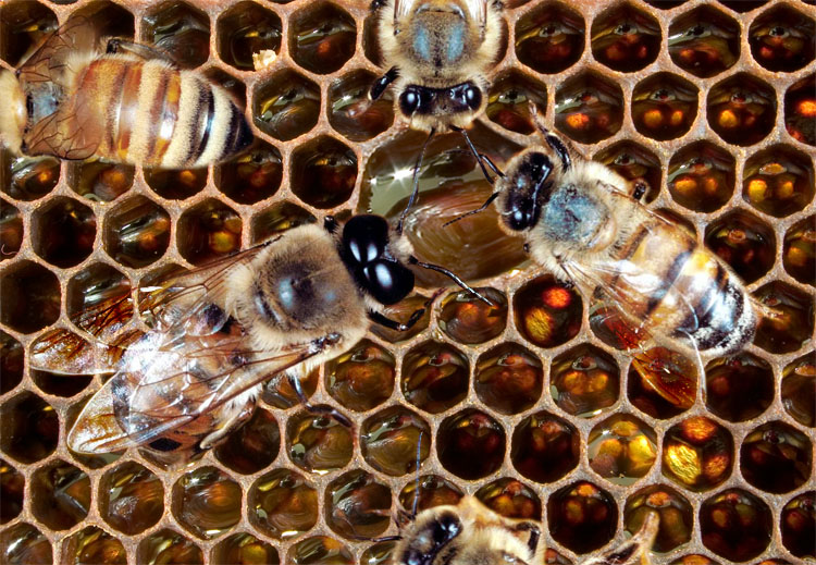 Photoshop-Design von godzillatemple für DesignCrowd (Community Contests) | Design #9063815