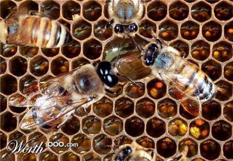 Photoshop Design by godzillatemple