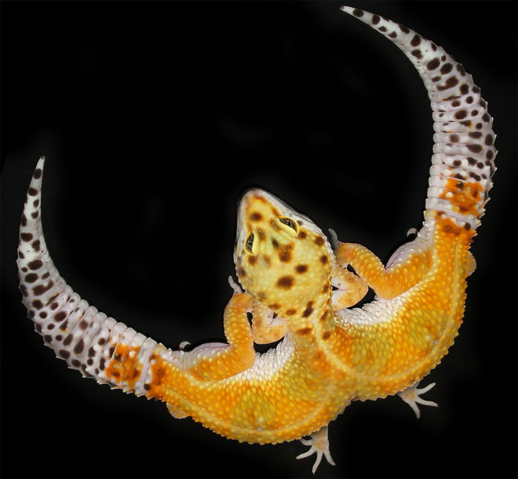 Design Photoshop par zymark pour DesignCrowd (Community Contests) | Design #9062854