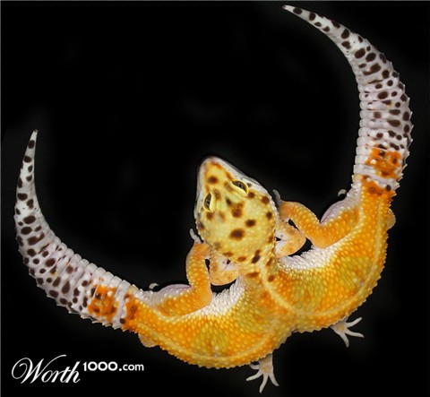 Photoshop Design by zymark