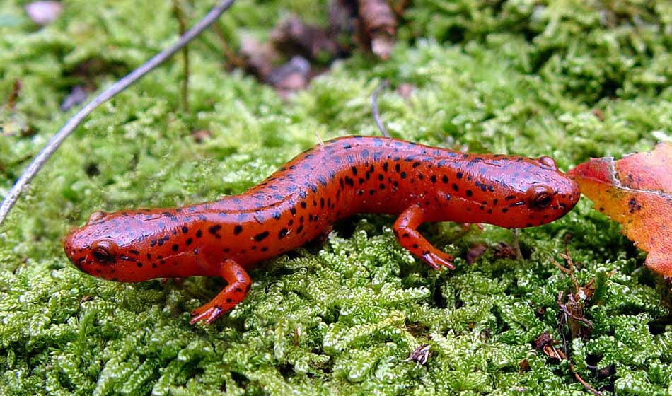 Diseño de Photoshop por RachwitchD3 para DesignCrowd (Community Contests) | Diseño #9062902