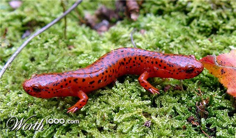 Photoshop Design by RachwitchD3