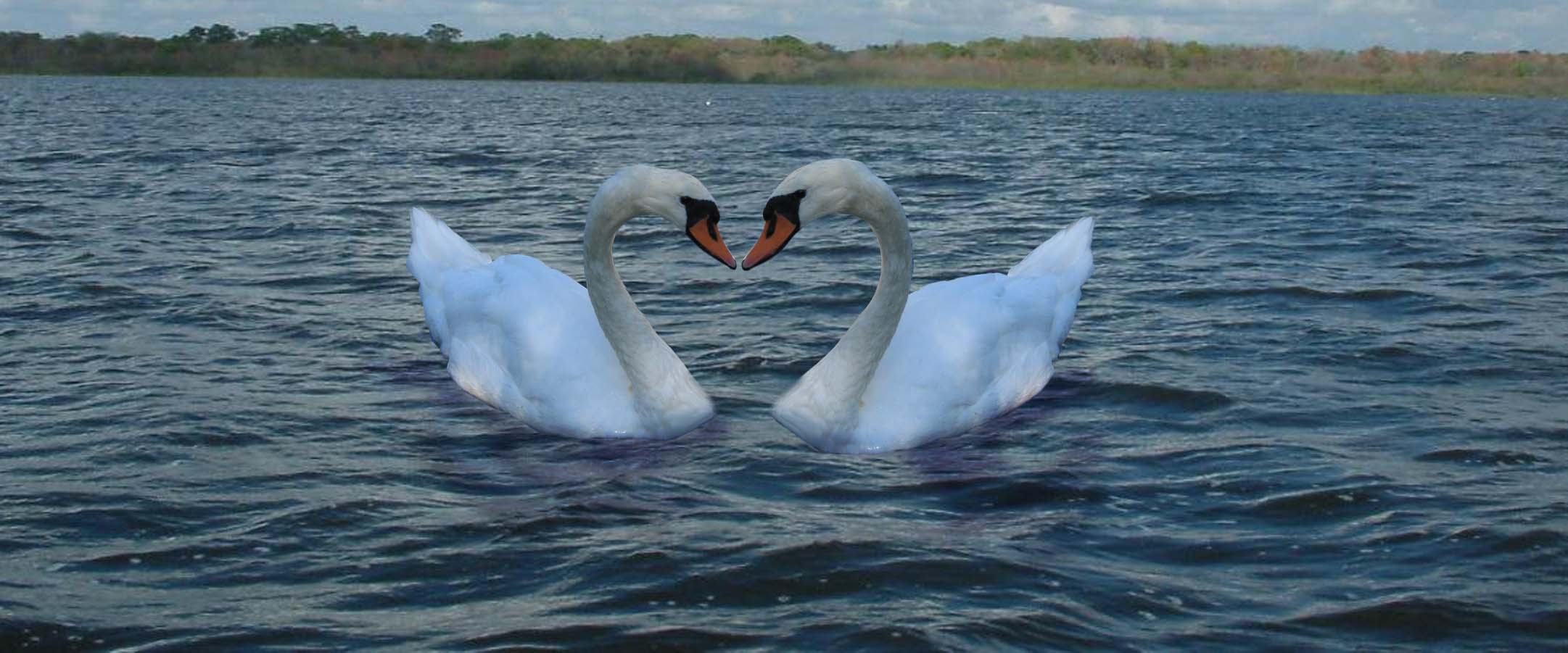 Photoshop Design by pixelpunk for DesignCrowd (Community Contests) | Design #9062894