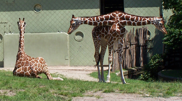 Photoshop Design by MarindH for DesignCrowd (Community Contests) | Design #9062980