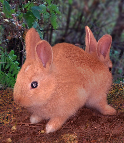 Photoshop Design by cameon for DesignCrowd (Community Contests) | Design #9063101