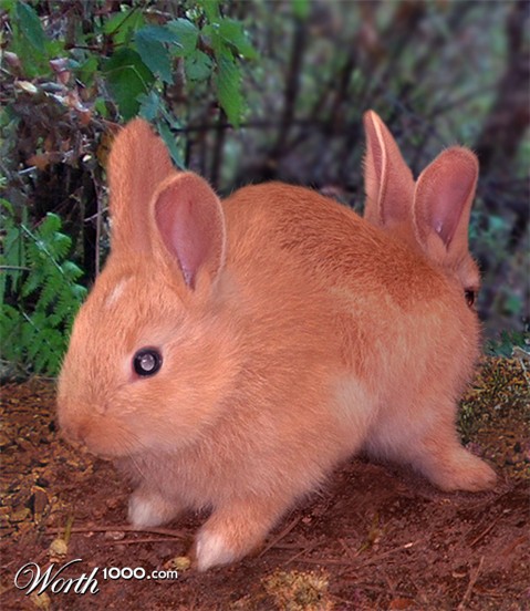 Photoshop Design by cameon