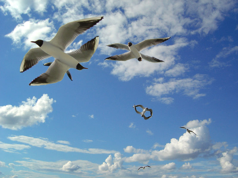 Photoshop Design by Spaans05 for DesignCrowd (Community Contests) | Design #9063131