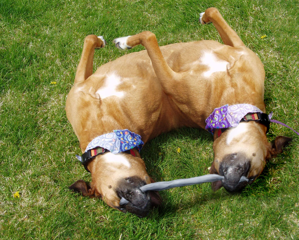 Photoshop Design by Partyshot for DesignCrowd (Community Contests) | Design #9063086