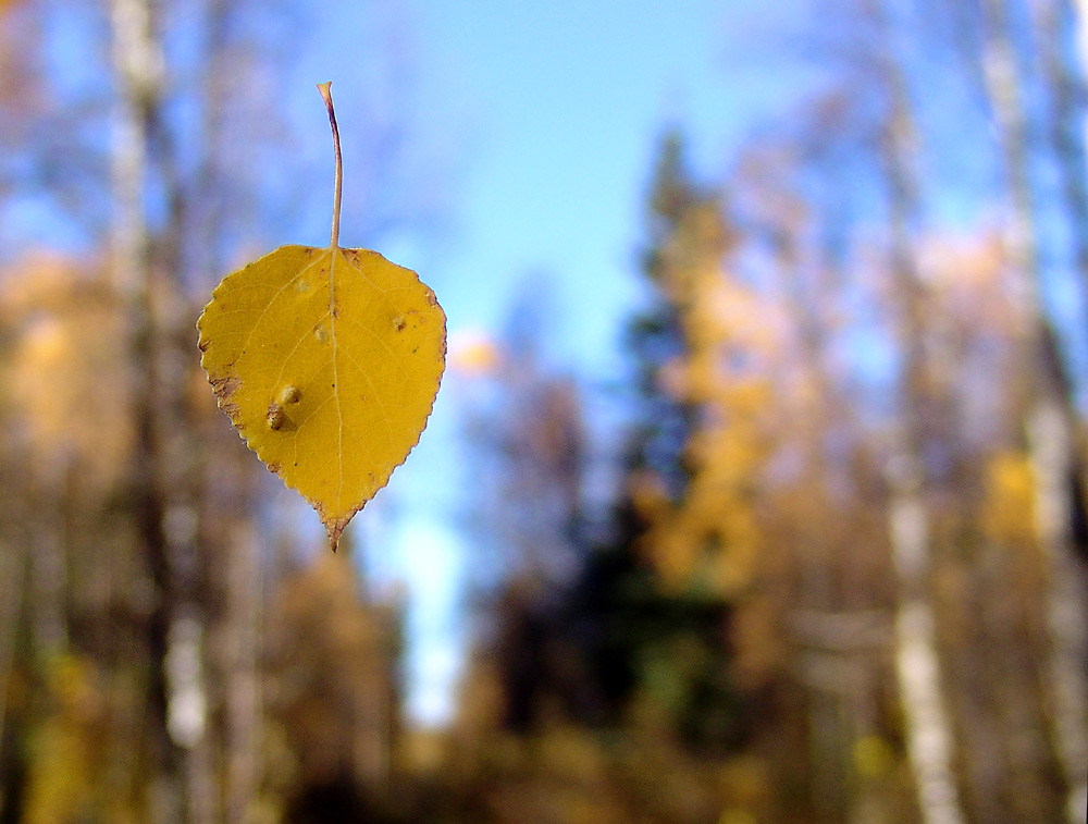 Fotografía por whlutz para DesignCrowd (Community Contests) | Diseño #9063806