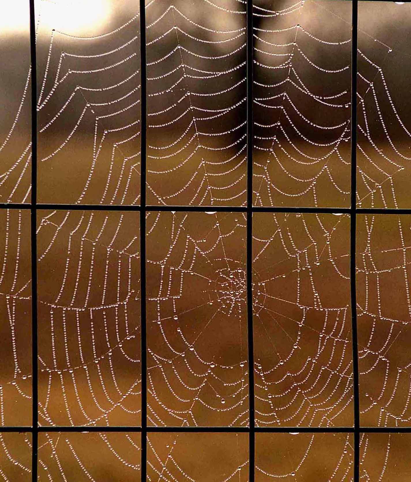 Photography by tigercrosse for DesignCrowd (Community Contests) | Design #9064889