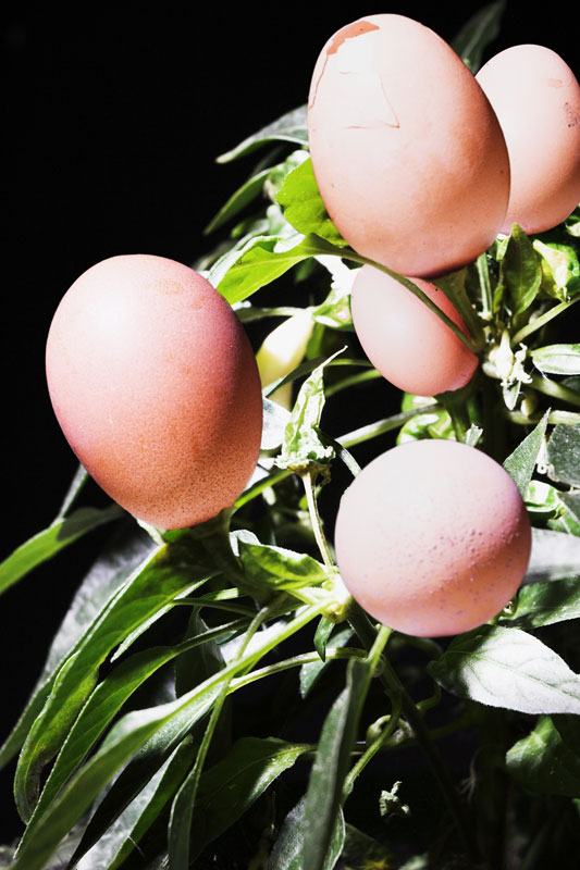 Fotografie von devilgas für DesignCrowd (Community Contests) | Design #9077306