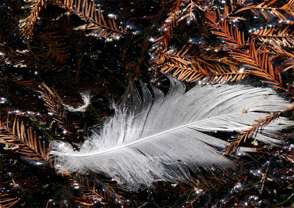 Photography by mare53 for DesignCrowd (Community Contests) | Design #9063827