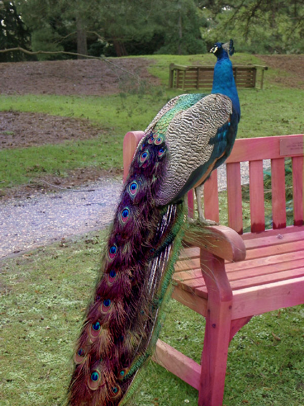 Photoshop Design by solocosmo for DesignCrowd (Community Contests) | Design #9065358