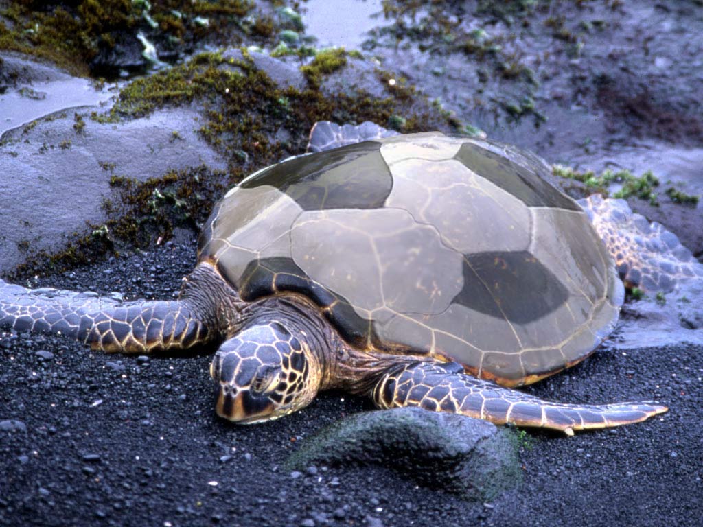 Photoshop-Design von sillyflames für DesignCrowd (Community Contests) | Design #9064675