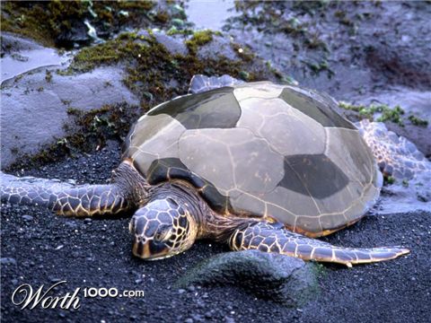 Photoshop Design by sillyflames