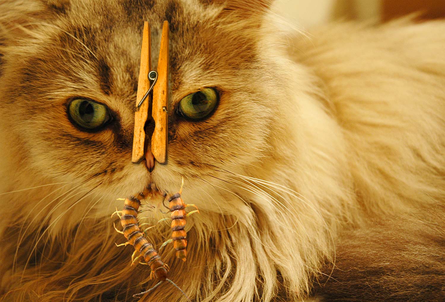 Diseño de Photoshop por robertg para DesignCrowd (Community Contests) | Diseño #9065421