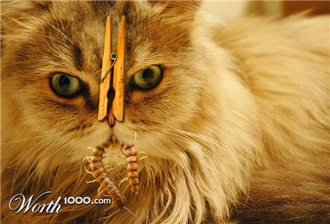 Photoshop Design by robertg