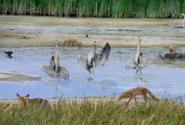 Photoshop-Design von Fareel für DesignCrowd (Community Contests) | Design #9065466