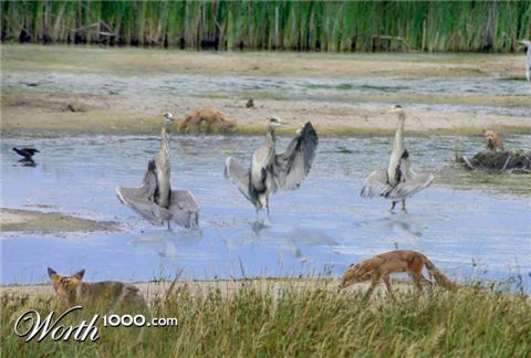 Photoshop Design by Fareel