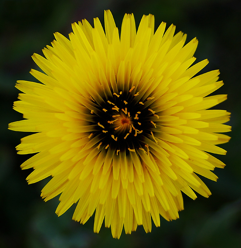 Photography by AussieBluey for DesignCrowd (Community Contests) | Design #9063696