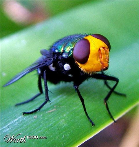 Photography by ozplasmic