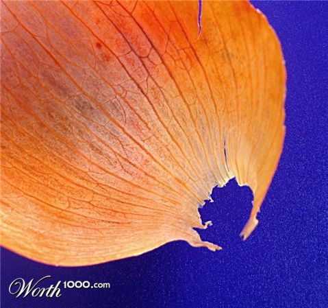 Photography by CurlyJ