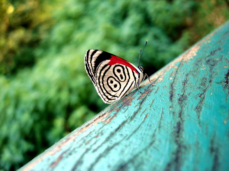 Fotografía por findthejake para DesignCrowd (Community Contests) | Diseño #9064639