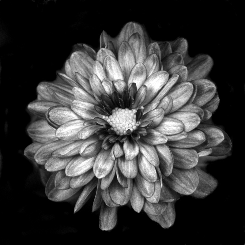 Fotografie von lilmart für DesignCrowd (Community Contests) | Design #9064663