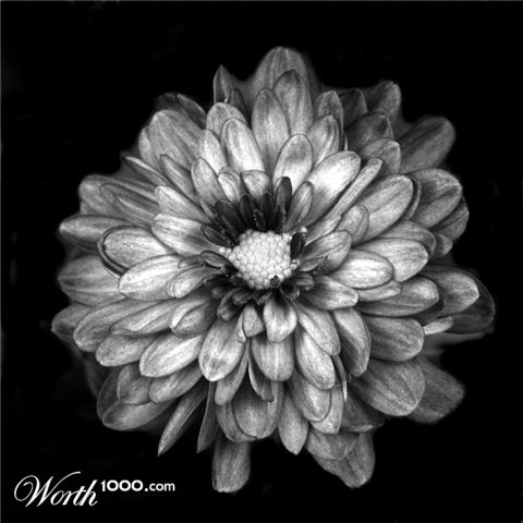 Photography by lilmart