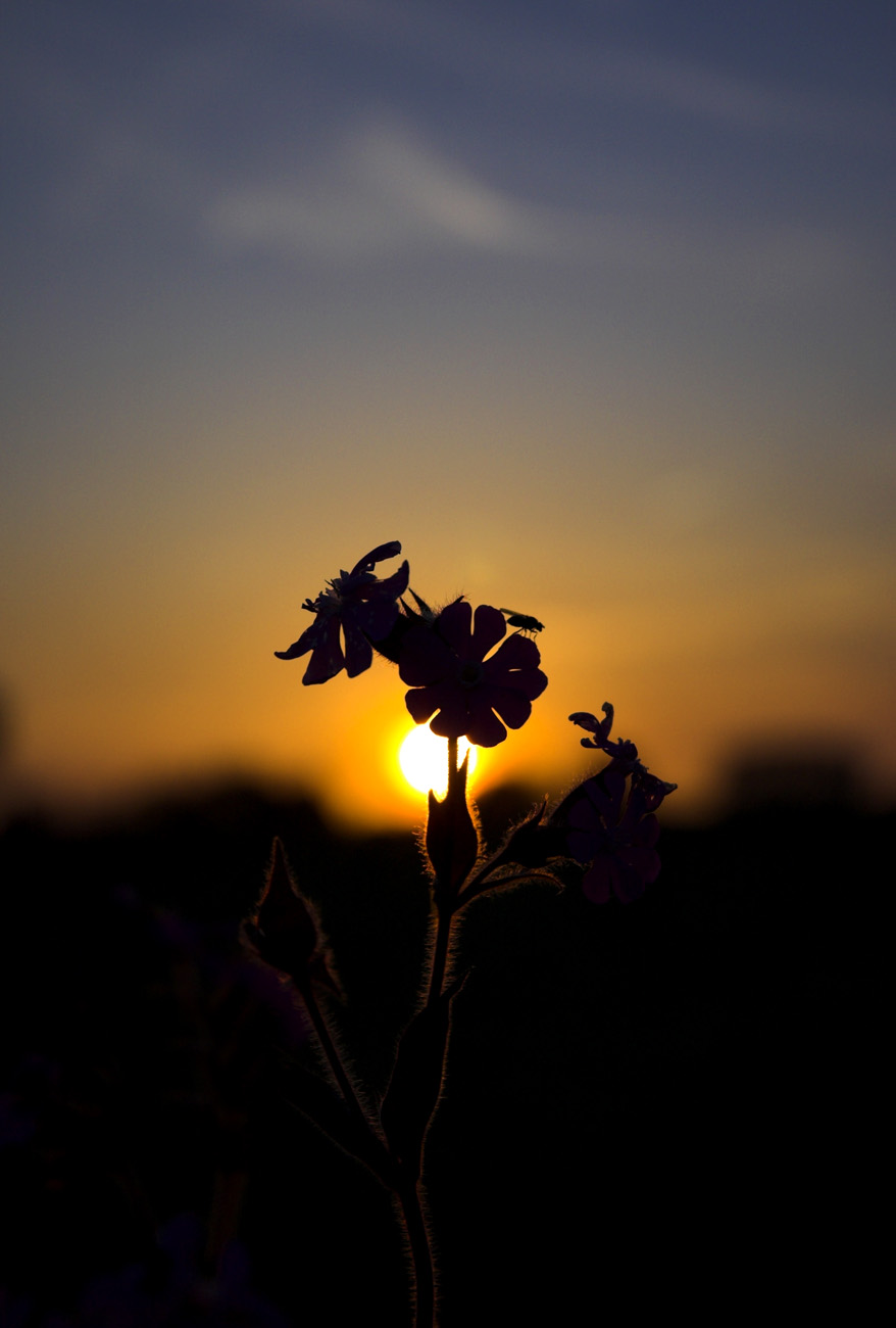 Photography by mightyflup for DesignCrowd (Community Contests) | Design #9064677