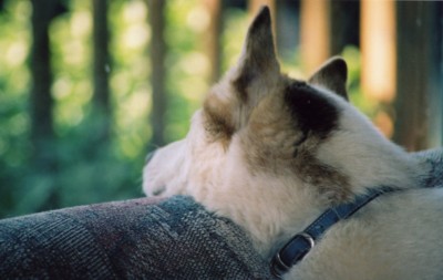 Fotografía por padoopie para DesignCrowd (Community Contests) | Diseño #9074002