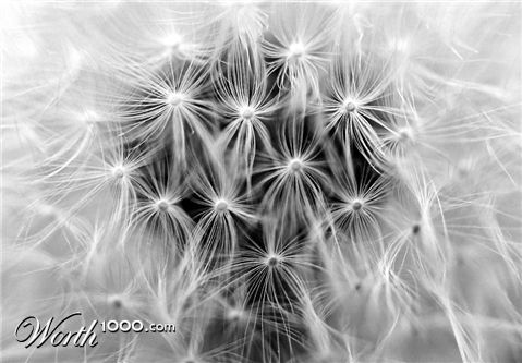 Photography by MerlinFoto