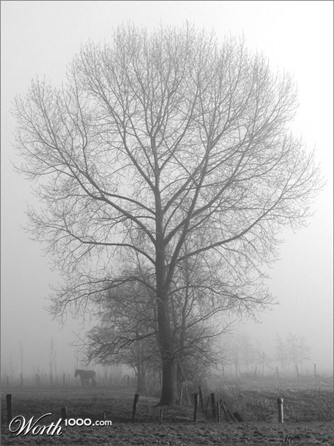Photography by MilleDju