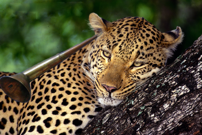 Diseño de Photoshop por Mossman para DesignCrowd (Community Contests) | Diseño #9060174